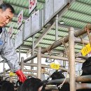유찰 또 유찰…외국산 밀물에 ‘염소값’ 반토막 이미지