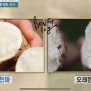 자라난 약초 네이버블로그