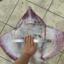 홍어한마리 이미지