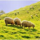 웰컴투목장 이미지