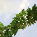 돌배나무집민박 이미지