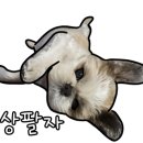 101 애견미용 이미지