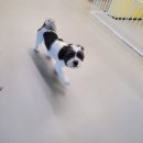 오로지몽 강아지유치원 이미지