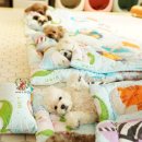 댕댕이,봄 이미지