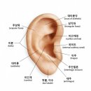 가나성형외과의원 | 돌출귀수술 후기보고 병원까지 결정하세요