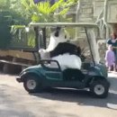 [골프 에티켓] - 골프 관객은 왜 갤러리로 불리나? 이미지