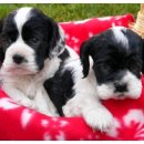 25시 종합동물병원 이미지