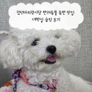대박집 | 정선아리랑시장 반려동물 동반 맛집 대박집 솔직 후기
