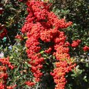 선광사 소장 목판본류 등 불경전적 일괄 이미지