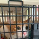 봉선아이동물메디컬센터 이미지