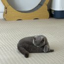 냥이 주택 네이버블로그