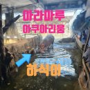 사천 아라마루 아쿠아리움 하식이 사천아이 회전목마 빅5 상세후기