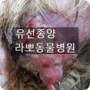 라뽀동물병원 이미지
