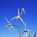 제주의 한란 이미지