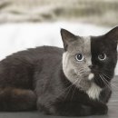 대구진막창 이미지