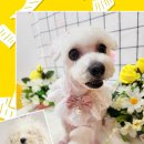 댕실 댕실 이미지