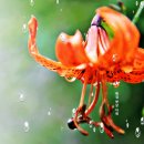빗방울 맺힌 참나리꽃 이미지