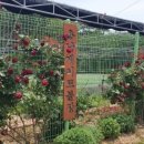 선촌(게이트볼장) 이미지