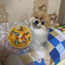 댕댕잡화점 이미지