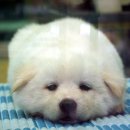 우리집 강아지 이미지