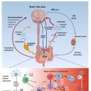 글루텐 epitope -＞ 뇌신경 염증, 퇴행 --＞ 치매 기전.. 이미지