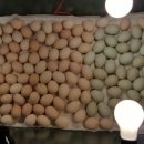 부여청계농장 이미지