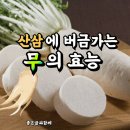 산삼(山蔘)에 버금가는 무의 효능(效能) 이미지