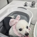 멍빨털빨 이미지