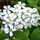 벗꽃 엔딩 (Cherry Blossom Ending) 이미지