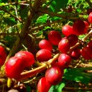 별다섯농장 이미지