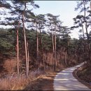 소나무숲 이미지