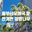 동부산우체국 앞 이미지