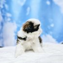 김해 해피몽 김해강아지분양 고양이분양 이미지