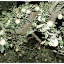 천지갑산마을 이미지