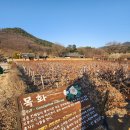 남평문씨본리세거지 주차장 안 | 대구 남평문씨본리세거지 매화 주차장