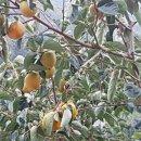 안골농장 이미지