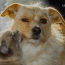 나무동물병원 이미지