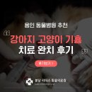 용인동물병원 | 용인 동물병원 강아지 고양이 기흉 치료 후기