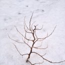 고란포도원