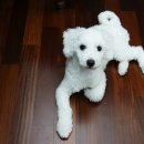 데려오개 이미지