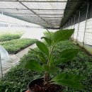 이관희농장 이미지