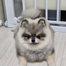 그루비멍 이미지