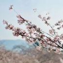 경화역 | [경남축제] 2026 진해군항제 경화역 해사관 비교 후기 벚꽃 상태 + 주차 꿀팁