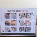 진동물병원 | 부산 레알피부전문동물병원 후기“울 애기 피부병 치료, 여기 다녀오길 정말 잘했어요