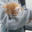 낭만고양이(강서점) 이미지