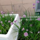 차이브(CHIVES)