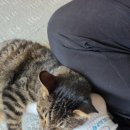 시크한 고양이? 사실은 사람 좋아 고양이! 이미지