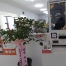 호주에서온스시울산중산점 네이버블로그
