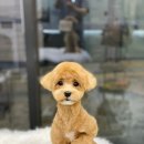 애견백화점 이미지