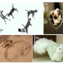 고양이의 유동학성: 2017년 ig노벨상 물리학 분야 이미지